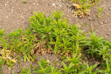 Saint Gallen, İsviçre, 7 Nisan 2024 Dianthus Barbatus veya botanik bahçesindeki tatlı William bitkisi