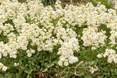 Saint Gallen, İsviçre, 7 Nisan 2024 Arap Kafkasya ya da botanik bahçesindeki dağ kayası teresi fabrikası