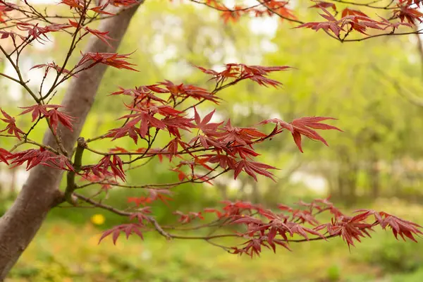 stock image Saint Gallen, Switzerland, April 7, 2024 Acer Palmatum or japanese maple tree at the botanical garden