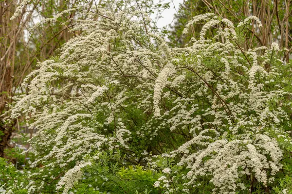 Saint Gallen, İsviçre, 7 Nisan 2024 Spiraea X Cinerea bitkisi botanik bahçesinde