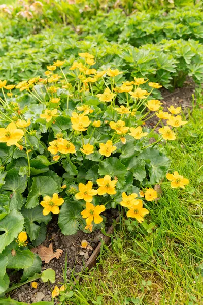 stock image Saint Gallen, Switzerland, April 7, 2024 Caltha Palustris or marsh marigold flowers at the botanical garden