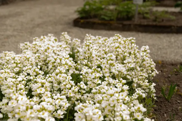 Saint Gallen, İsviçre, 7 Nisan 2024 Arap Kafkasya ya da botanik bahçesindeki dağ kayası teresi fabrikası