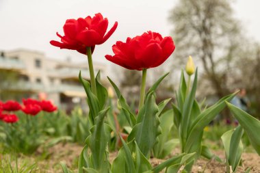 Saint Gallen, İsviçre, 7 Nisan 2024 Baharda yeşil bir çayırda güzel lale çiçekleri yetişiyor.