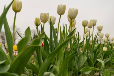 Saint Gallen, İsviçre, 7 Nisan 2024 Baharda yeşil bir çayırda güzel lale çiçekleri yetişiyor.