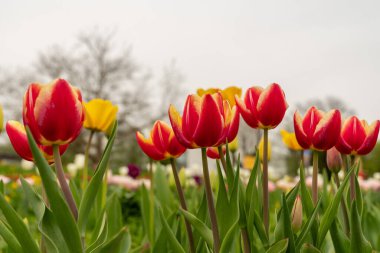 Saint Gallen, İsviçre, 7 Nisan 2024 Baharda yeşil bir çayırda güzel lale çiçekleri yetişiyor.