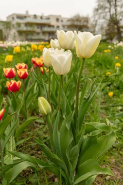 Saint Gallen, İsviçre, 7 Nisan 2024 Baharda yeşil bir çayırda güzel lale çiçekleri yetişiyor.