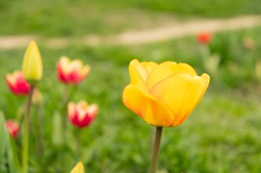 Saint Gallen, İsviçre, 7 Nisan 2024 Baharda yeşil bir çayırda güzel lale çiçekleri yetişiyor.