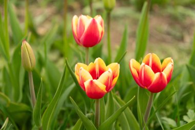 Saint Gallen, İsviçre, 7 Nisan 2024 Baharda yeşil bir çayırda güzel lale çiçekleri yetişiyor.