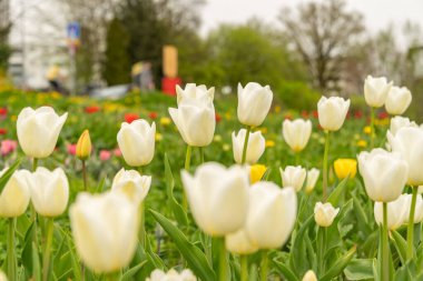 Saint Gallen, İsviçre, 7 Nisan 2024 Baharda yeşil bir çayırda güzel lale çiçekleri yetişiyor.