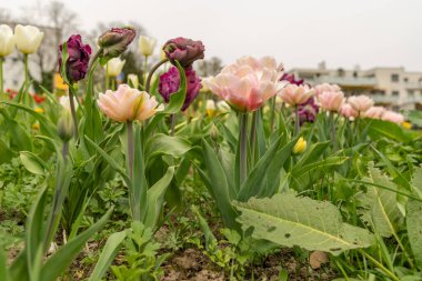 Saint Gallen, İsviçre, 7 Nisan 2024 Baharda yeşil bir çayırda güzel lale çiçekleri yetişiyor.