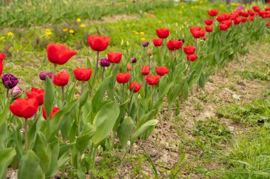 Saint Gallen, İsviçre, 7 Nisan 2024 Baharda yeşil bir çayırda güzel lale çiçekleri yetişiyor.