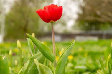 Saint Gallen, İsviçre, 7 Nisan 2024 Baharda yeşil bir çayırda güzel lale çiçekleri yetişiyor.