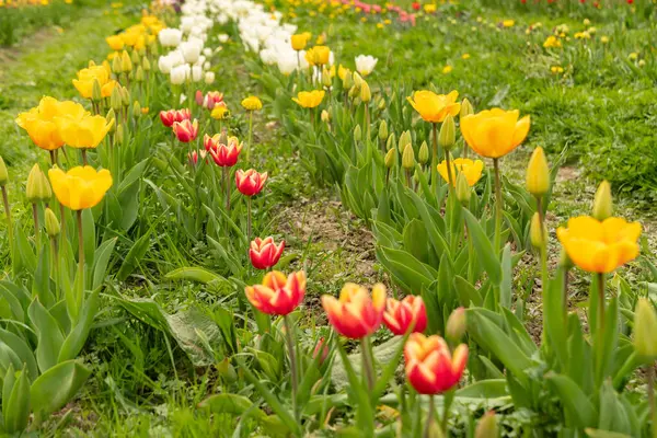 Saint Gallen Suíça Abril 2024 Lindas Flores Tulipa Estão Crescendo Fotografia De Stock