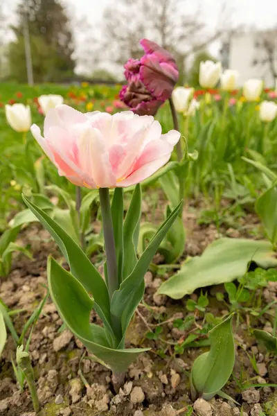 Saint Gallen Suíça Abril 2024 Lindas Flores Tulipa Estão Crescendo Imagens Royalty-Free