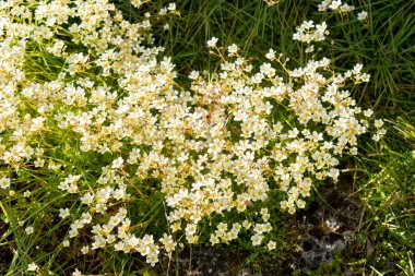 Saint Gallen, İsviçre, 27 Nisan 2024 Saxifraga Tombeanensis tesisi botanik bahçesinde.