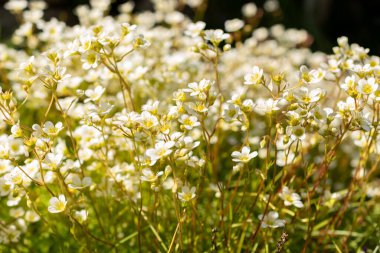 Saint Gallen, İsviçre, 27 Nisan 2024 Saxifraga Tombeanensis tesisi botanik bahçesinde.