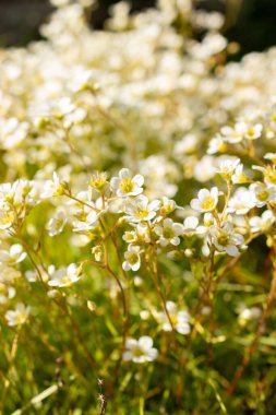 Saint Gallen, İsviçre, 27 Nisan 2024 Saxifraga Tombeanensis tesisi botanik bahçesinde.