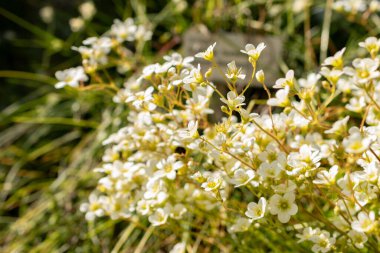 Saint Gallen, İsviçre, 27 Nisan 2024 Saxifraga Tombeanensis tesisi botanik bahçesinde.
