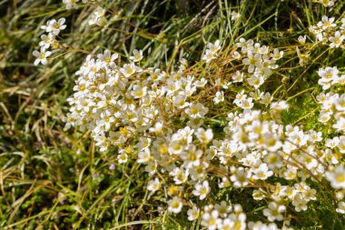 Saint Gallen, İsviçre, 27 Nisan 2024 Saxifraga Tombeanensis tesisi botanik bahçesinde.