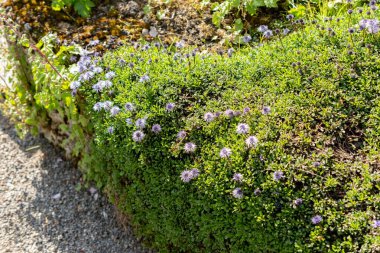 Saint Gallen, İsviçre, 27 Nisan 2024 Globularia Botanik Bahçesindeki bitkileri onarıyor
