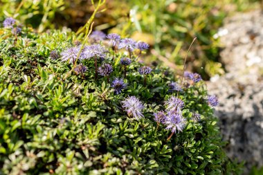 Saint Gallen, İsviçre, 27 Nisan 2024 Globularia Botanik Bahçesindeki bitkileri onarıyor