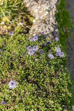 Saint Gallen, İsviçre, 27 Nisan 2024 Globularia Botanik Bahçesindeki bitkileri onarıyor