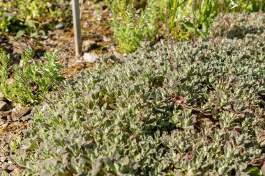 Saint Gallen, İsviçre, 27 Nisan 2024 Arap Kafkasya ya da botanik bahçesindeki dağ kayası teresi fabrikası