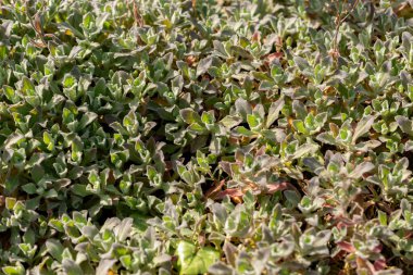 Saint Gallen, İsviçre, 27 Nisan 2024 Arap Kafkasya ya da botanik bahçesindeki dağ kayası teresi fabrikası