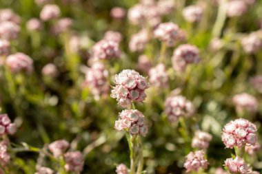 Saint Gallen, İsviçre, 27 Nisan 2024 Antennaria Dioica veya botanik bahçesindeki kedi ayağı fabrikası