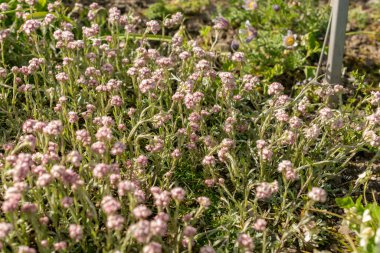 Saint Gallen, İsviçre, 27 Nisan 2024 Antennaria Dioica veya botanik bahçesindeki kedi ayağı fabrikası