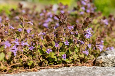 Saint Gallen, İsviçre, 27 Nisan 2024 Glechoma Hederacea veya botanik bahçesindeki glound sarmaşık bitkisi