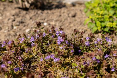 Saint Gallen, İsviçre, 27 Nisan 2024 Glechoma Hederacea veya botanik bahçesindeki glound sarmaşık bitkisi