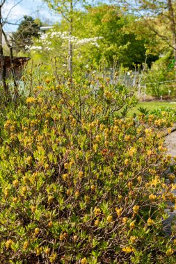 Saint Gallen, İsviçre, 27 Nisan 2024 Rhododendron Luteum veya botanik bahçesindeki sarı açelya bitkisi