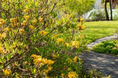 Saint Gallen, İsviçre, 27 Nisan 2024 Rhododendron Luteum veya botanik bahçesindeki sarı açelya bitkisi