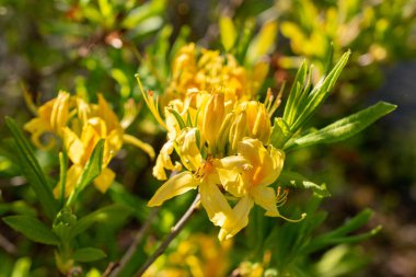 Saint Gallen, İsviçre, 27 Nisan 2024 Rhododendron Luteum veya botanik bahçesindeki sarı açelya bitkisi