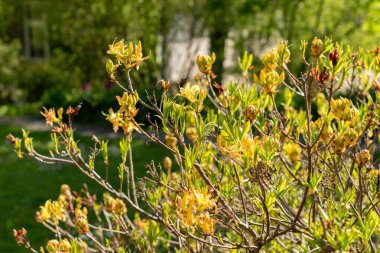 Saint Gallen, İsviçre, 27 Nisan 2024 Rhododendron Luteum veya botanik bahçesindeki sarı açelya bitkisi