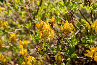 Saint Gallen, İsviçre, 27 Nisan 2024 Rhododendron Luteum veya botanik bahçesindeki sarı açelya bitkisi