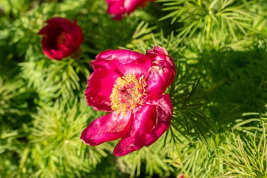 Saint Gallen, İsviçre, 27 Nisan 2024 Paeonia Tenuifolia veya botanik bahçesindeki bozkır şakayığı çiçeği