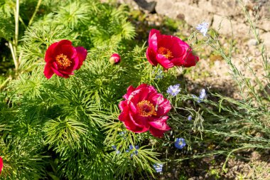 Saint Gallen, İsviçre, 27 Nisan 2024 Paeonia Tenuifolia veya botanik bahçesindeki bozkır şakayığı çiçeği