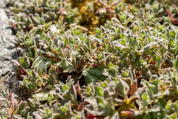 stock image Saint Gallen, Switzerland, April 27, 2024 Arabis Caucasica or mountain rock cress plant at the botanical garden