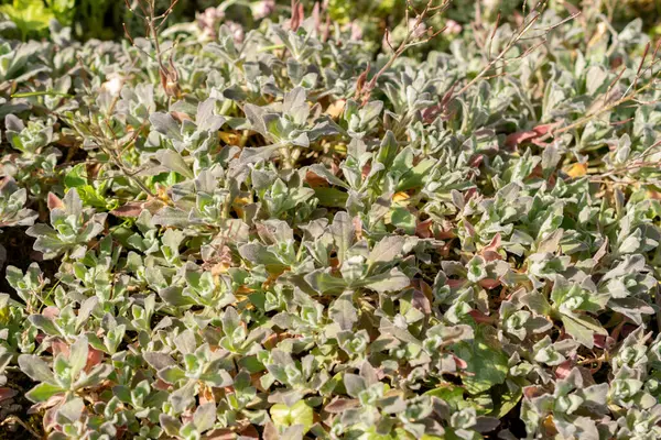 stock image Saint Gallen, Switzerland, April 27, 2024 Arabis Caucasica or mountain rock cress plant at the botanical garden