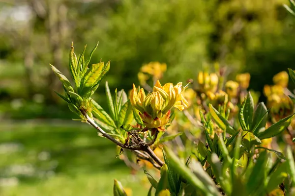 Saint Gallen, İsviçre, 27 Nisan 2024 Rhododendron Luteum veya botanik bahçesindeki sarı açelya bitkisi