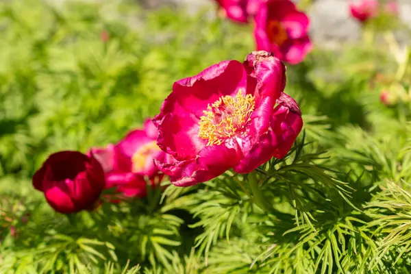 Saint Gallen, İsviçre, 27 Nisan 2024 Paeonia Tenuifolia veya botanik bahçesindeki bozkır şakayığı çiçeği