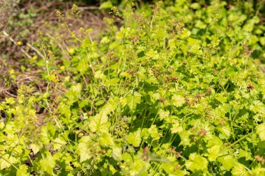 Saint Gallen, İsviçre, 27 Nisan 2024 Tolmiea Menziesii veya botanik bahçesindeki gençlik bitkisi