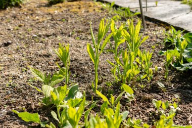 Saint Gallen, İsviçre, 27 Nisan 2024 Verbesina Alternifolia veya botanik bahçesindeki kanat sapı bitkisi