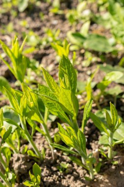 Saint Gallen, İsviçre, 27 Nisan 2024 Verbesina Alternifolia veya botanik bahçesindeki kanat sapı bitkisi