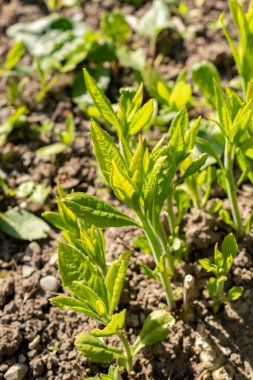 Saint Gallen, İsviçre, 27 Nisan 2024 Verbesina Alternifolia veya botanik bahçesindeki kanat sapı bitkisi