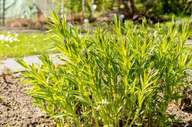 Saint Gallen, İsviçre, 27 Nisan 2024 Amsonia Illustris bitkisi botanik bahçesinde.