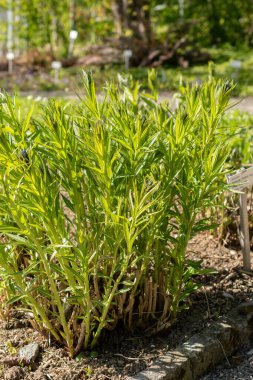 Saint Gallen, İsviçre, 27 Nisan 2024 Amsonia Illustris bitkisi botanik bahçesinde.