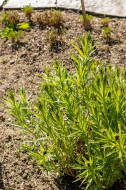 Saint Gallen, İsviçre, 27 Nisan 2024 Amsonia Illustris bitkisi botanik bahçesinde.